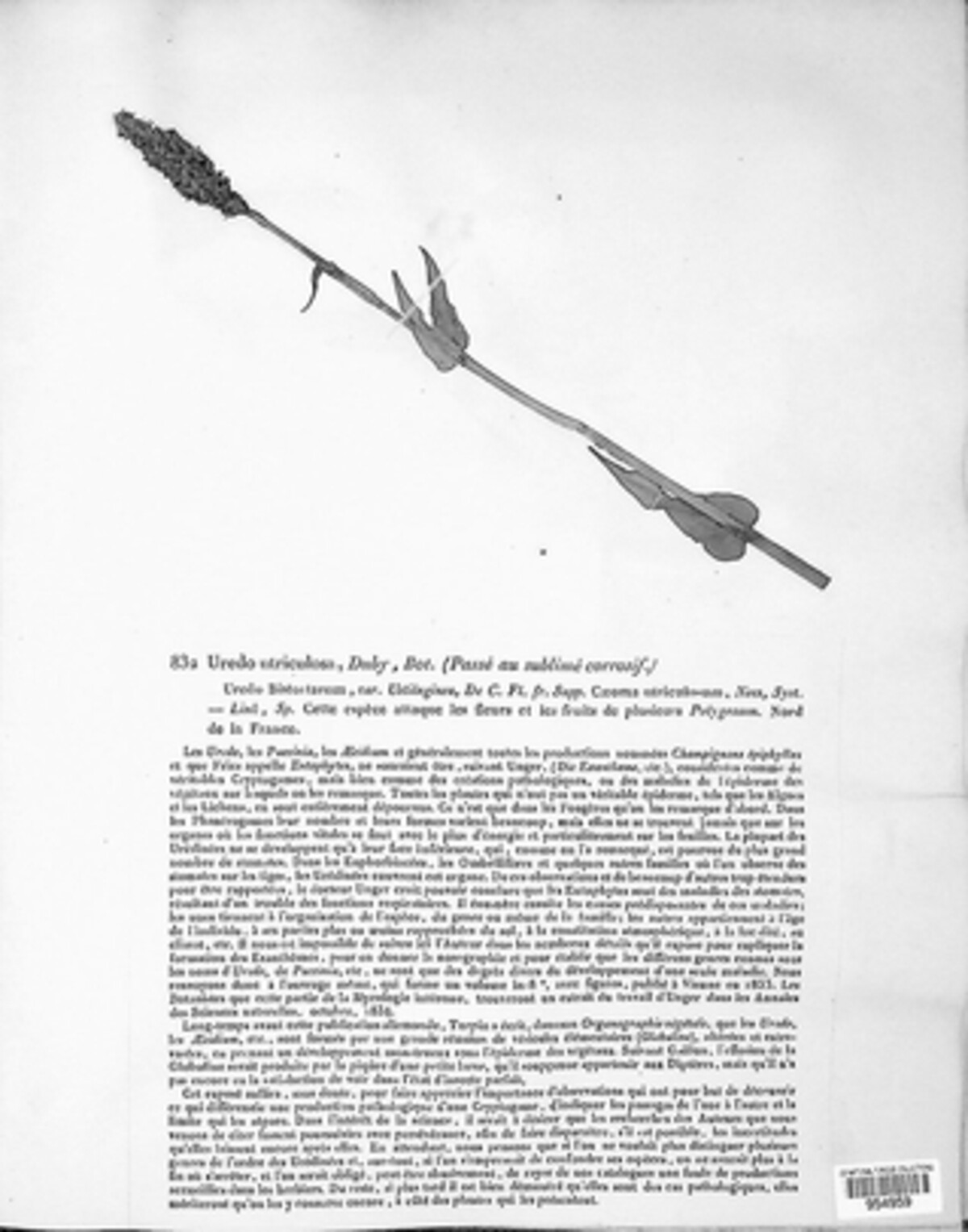 Ustilago utriculosa image